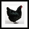 Australorp by Anonymous