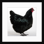 Australorp by Anonymous