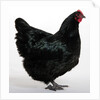 Australorp by Anonymous