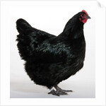 Australorp by Anonymous
