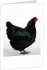Australorp by Anonymous
