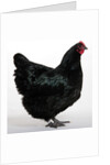 Australorp by Anonymous