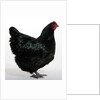 Australorp by Anonymous