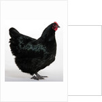 Australorp by Anonymous