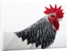 Sussex Hen by Anonymous