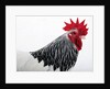 Sussex Hen by Anonymous