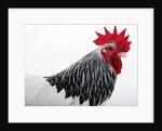 Sussex Hen by Anonymous