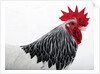 Sussex Hen by Anonymous