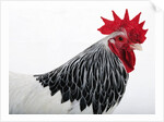 Sussex Hen by Anonymous