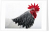 Sussex Hen by Anonymous