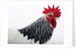 Sussex Hen by Anonymous