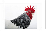 Sussex Hen by Anonymous