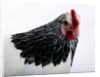 Sussex Hen by Anonymous