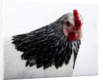 Sussex Hen by Anonymous