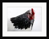 Sussex Hen by Anonymous