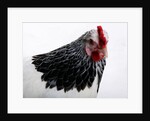 Sussex Hen by Anonymous