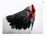 Sussex Hen by Anonymous