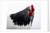 Sussex Hen by Anonymous