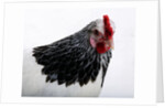 Sussex Hen by Anonymous