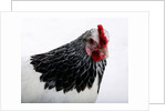 Sussex Hen by Anonymous