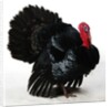 Black Turkey by Anonymous