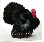 Black Turkey by Anonymous