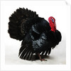 Black Turkey by Anonymous