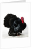 Black Turkey by Anonymous