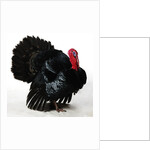 Black Turkey by Anonymous
