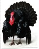 Black Turkey by Anonymous