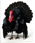 Black Turkey by Anonymous