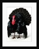 Black Turkey by Anonymous