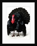 Black Turkey by Anonymous