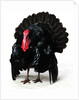 Black Turkey by Anonymous