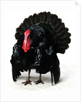 Black Turkey by Anonymous