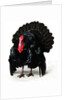 Black Turkey by Anonymous
