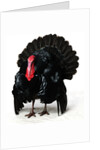 Black Turkey by Anonymous