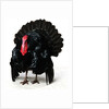 Black Turkey by Anonymous
