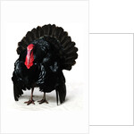 Black Turkey by Anonymous