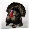 Bronze Turkey by Anonymous