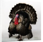 Bronze Turkey by Anonymous