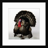 Bronze Turkey by Anonymous