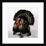 Bronze Turkey by Anonymous