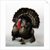 Bronze Turkey by Anonymous