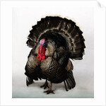 Bronze Turkey by Anonymous