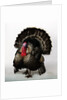 Bronze Turkey by Anonymous