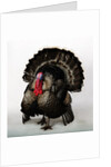 Bronze Turkey by Anonymous