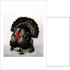 Bronze Turkey by Anonymous