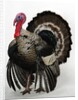 Bronze Turkey by Anonymous