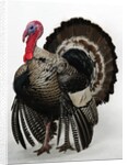 Bronze Turkey by Anonymous
